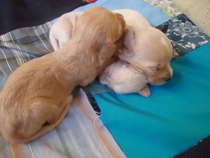 Cachorro ra a Cocker idade Abaixo de 2 meses nome sem nome
