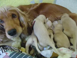 Cachorro raça Cocker idade Abaixo de 2 meses nome sem nome