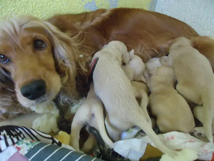 Cachorro ra a Cocker idade Abaixo de 2 meses nome sem nome