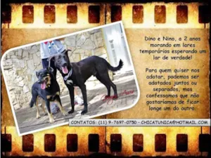 Cachorro raça SRD idade 3 anos nome Dino e Nino