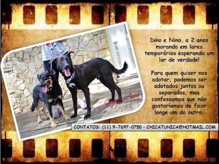 Cachorro ra a SRD idade 3 anos nome Dino e Nino