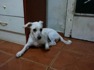 Cachorro ra a Vira Lata idade 1 ano nome Cristovão