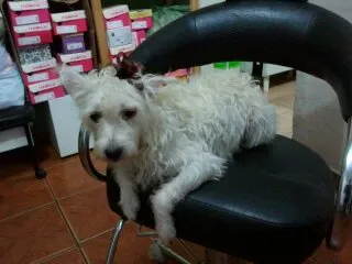 Cachorro ra a Vira Lata idade 2 anos nome Belinha