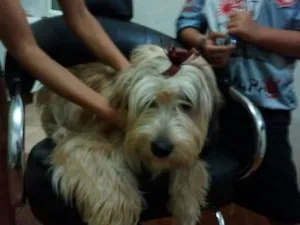 Cachorro raça Vira Lata idade 1 ano nome Mel