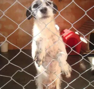 Cachorro raça SRD idade 7 a 11 meses nome ESTRELA