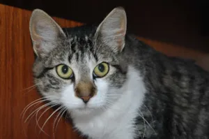 Gato raça SRD idade 1 ano nome gatinha