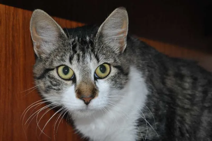 Gato ra a SRD idade 1 ano nome gatinha
