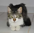 gatinha