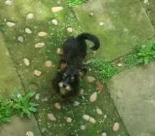 Cachorro ra a MESTIÇO YORKSHIRE idade 1 ano nome MESTIÇO YORKSHIRE BOB