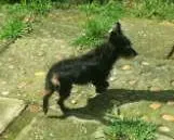 Cachorro ra a MESTIÇO YORKSHIRE idade 1 ano nome MESTIÇO YORKSHIRE BOB