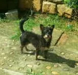 Cachorro ra a MESTIÇO YORKSHIRE idade 1 ano nome MESTIÇO YORKSHIRE BOB