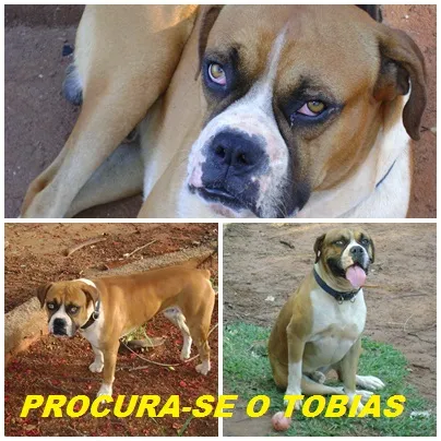 Cachorro ra a Boxer idade 6 ou mais anos nome Tobias GRATIFICA