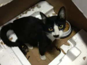 Gato raça SRD idade 1 ano nome Nome a Definir