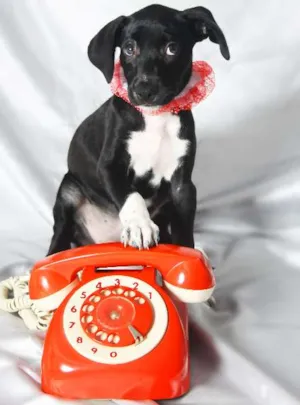 Cachorro raça SRD idade 2 a 6 meses nome Maria Pimenta