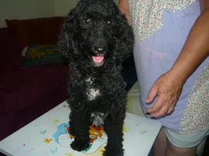 Cachorro raça Poodle idade 1 ano nome Lindinha
