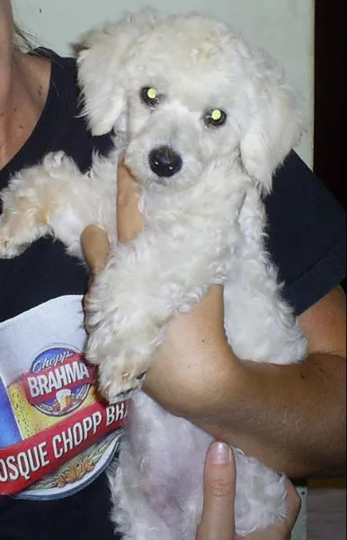 Cachorro ra a Poodle idade 3 anos nome Leo