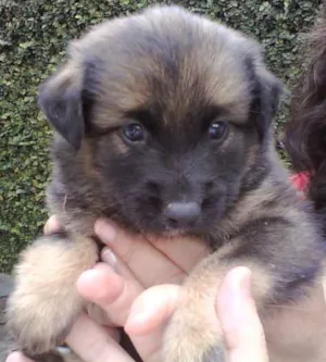Cachorro raça SRD idade Abaixo de 2 meses nome Bolinha