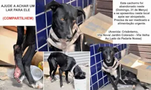 Cachorro raça RSD idade 2 anos nome Jack