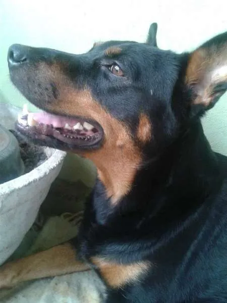 Cachorro ra a srd idade 1 ano nome Preta