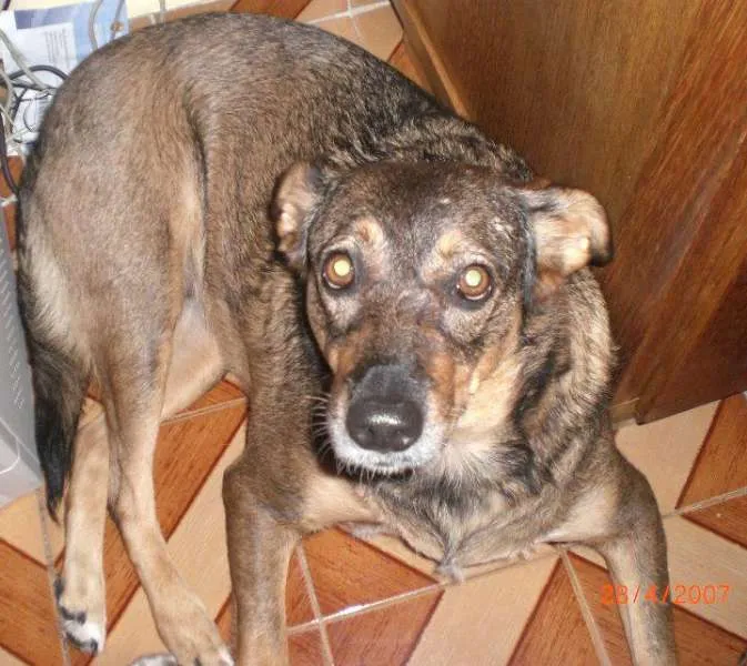 Cachorro ra a SRD idade 6 ou mais anos nome Rhania GRATIFICA