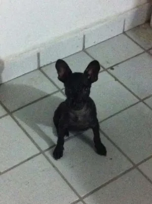 Cachorro raça Vira-Lata idade 2 a 6 meses nome Pandora