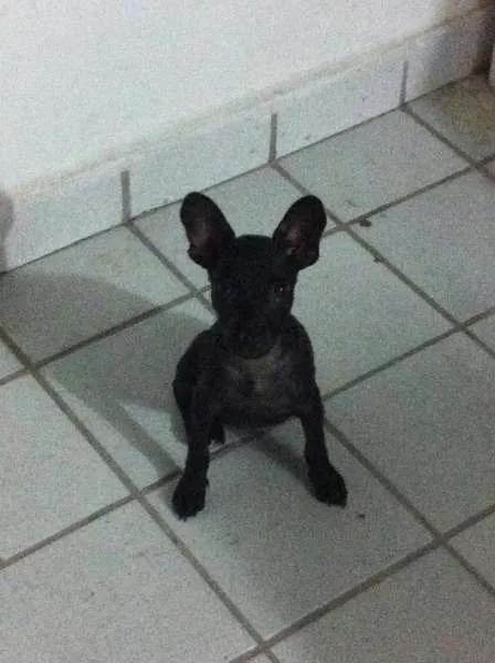 Cachorro ra a Vira-Lata idade 2 a 6 meses nome Pandora