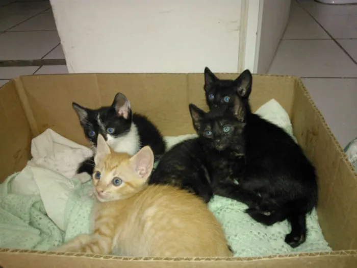 Gato ra a Vira-lata idade Abaixo de 2 meses nome Rabicho, Pretinha e