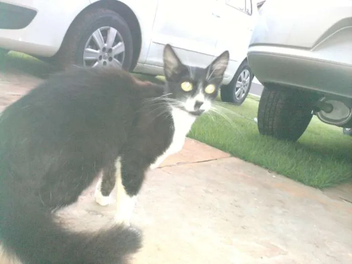 Gato ra a SRD idade 2 a 6 meses nome Gatinha Dócil