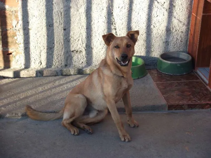 Cachorro ra a indefinida idade 2 anos nome Baltazar