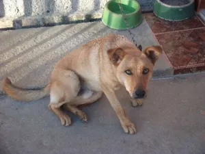 Cachorro raça indefinida idade 2 anos nome Baltazar
