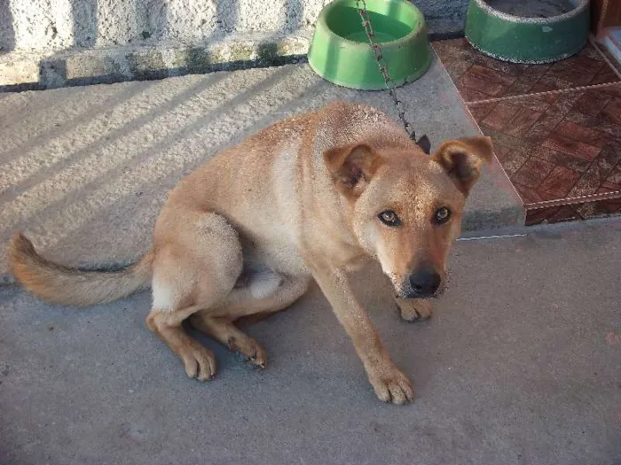 Cachorro ra a indefinida idade 2 anos nome Baltazar