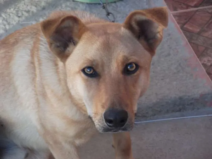 Cachorro ra a indefinida idade 2 anos nome Baltazar