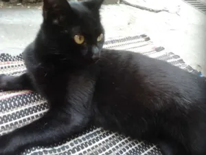 Gato raça SRD idade 7 a 11 meses nome Sem nome