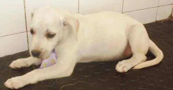 Cachorro raça SRD idade 2 a 6 meses nome sem nome