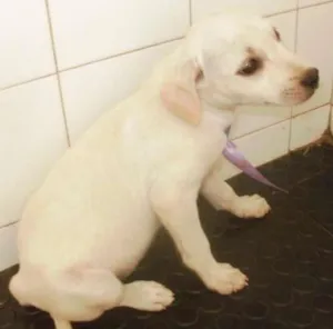 Cachorro raça SRD idade 2 a 6 meses nome sem nome