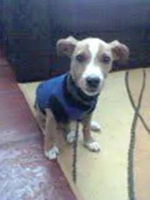 Cachorro raça Vira Lata idade 2 anos nome Bolt