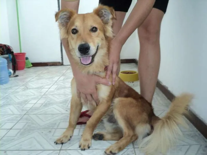 Cachorro ra a SRD idade 1 ano nome Cebolinha