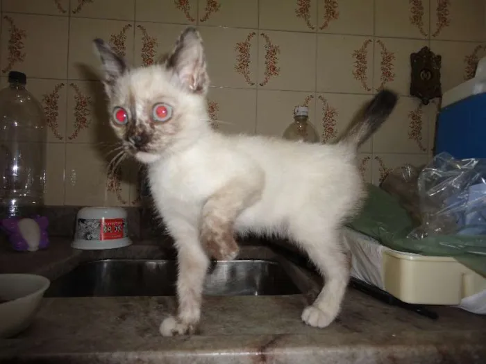 Gato ra a SRD idade Abaixo de 2 meses nome Gatinha