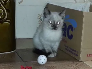 Gato raça SRD idade Abaixo de 2 meses nome Gatinha