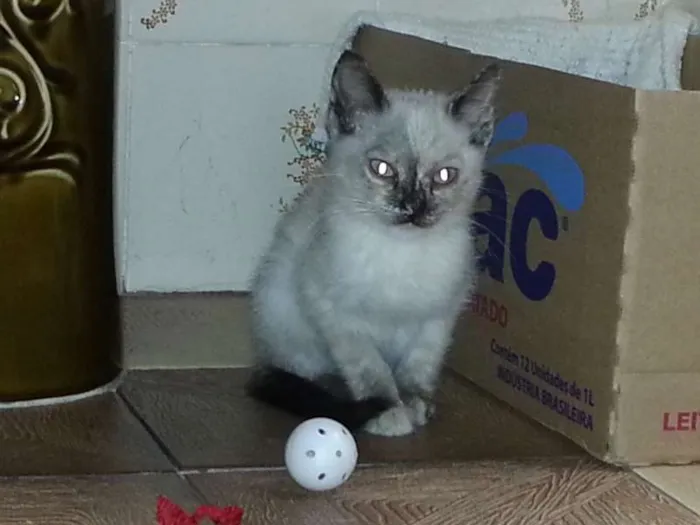 Gato ra a SRD idade Abaixo de 2 meses nome Gatinha
