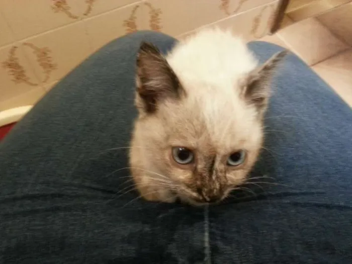 Gato ra a SRD idade Abaixo de 2 meses nome Gatinha