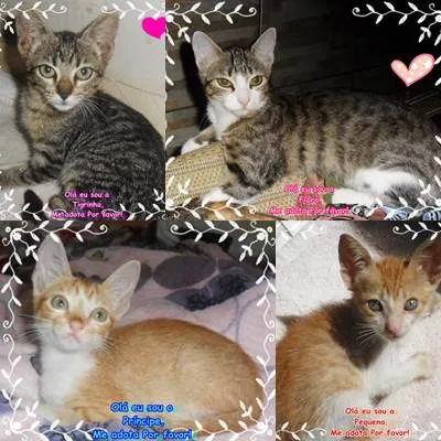 Gato ra a SRD idade 2 a 6 meses nome Tigrinha,Flora, Prí