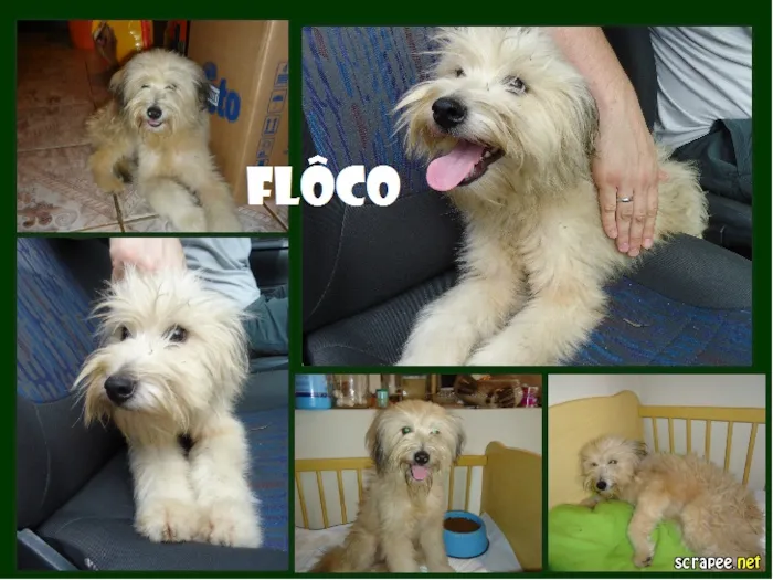 Cachorro ra a SRD idade 1 ano nome FLÔCO