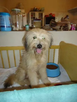 Cachorro raça SRD idade 1 ano nome FLÔCO