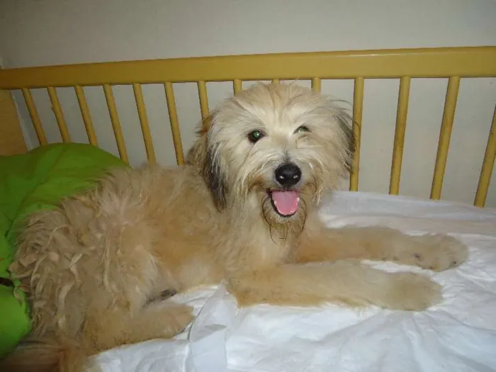 Cachorro ra a SRD idade 1 ano nome FLÔCO