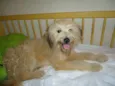 FLÔCO