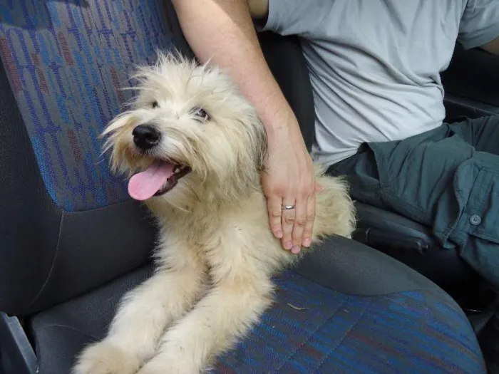 Cachorro ra a SRD idade 1 ano nome FLÔCO
