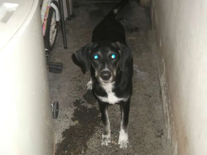 Cachorro ra a VAIMARANA COM LABRADOR idade 2 a 6 meses nome LILI