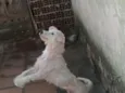 branquinho