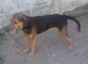 Cachorro raça Doberman idade 6 ou mais anos nome Bob